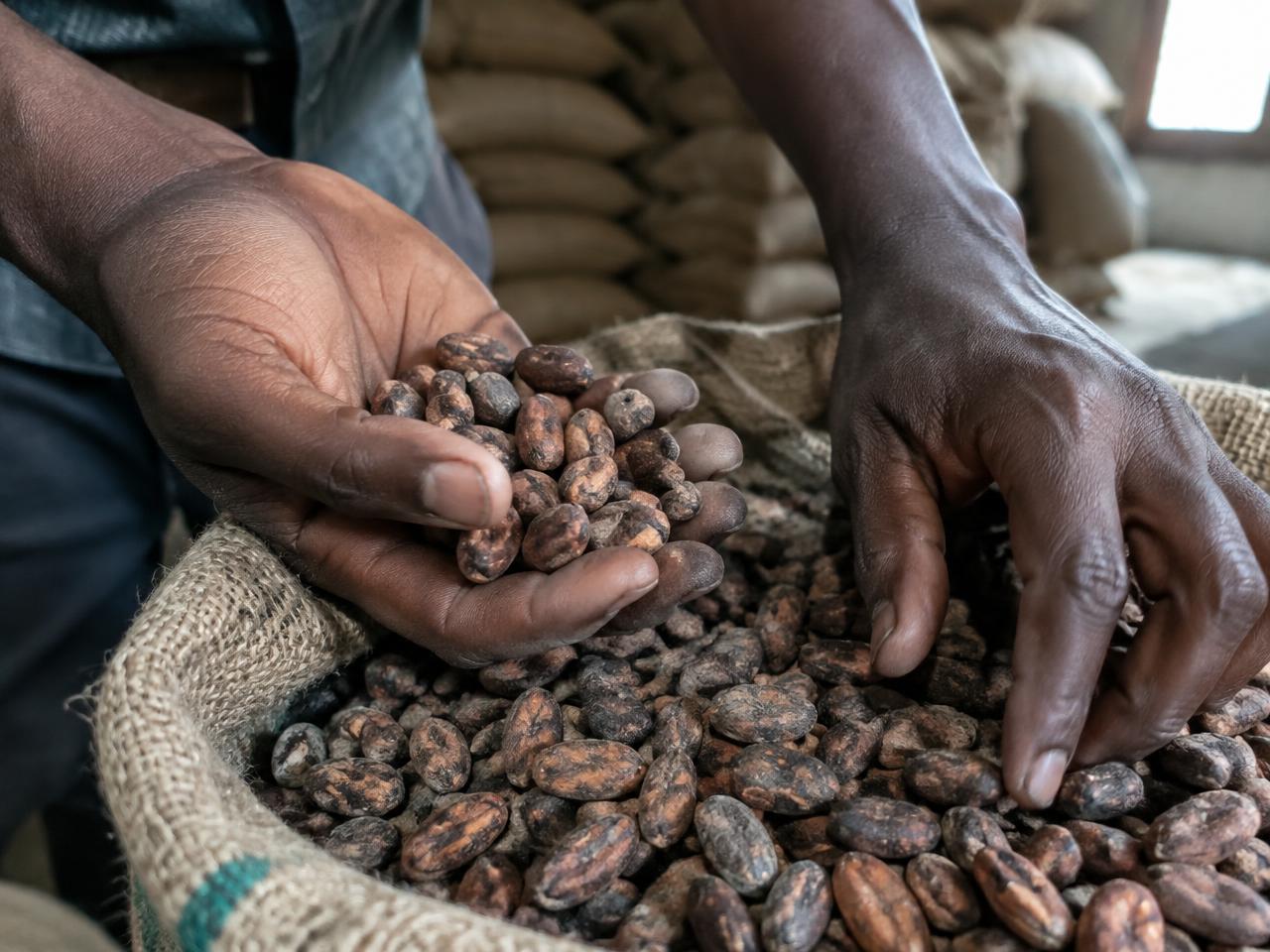 Hands inspecting dried cocoa beans in a jute sack in a warehouse